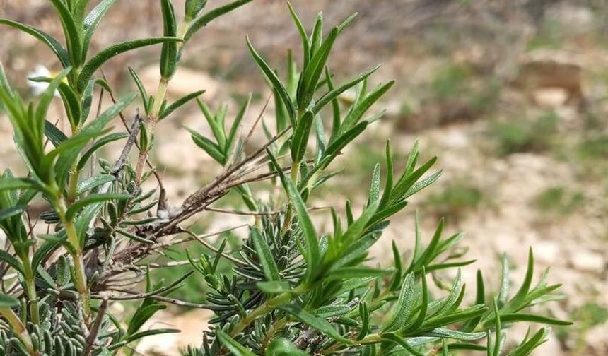 Zorkun Yaylası’nda Yetişen Dağ Kekiğinin Şifa Kaynağı