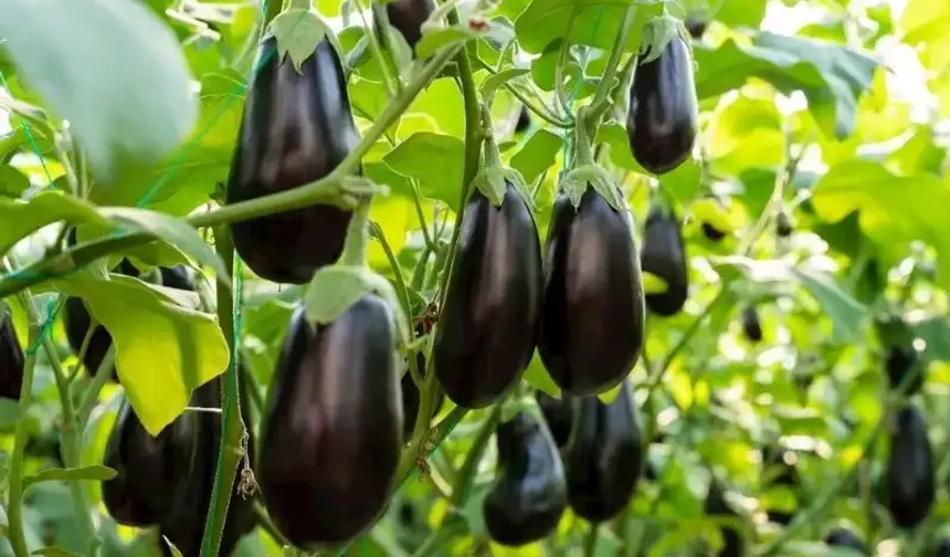 Kilis Patlıcanı Dolmalıkta Neden Bu Kadar Beğeniliyor?