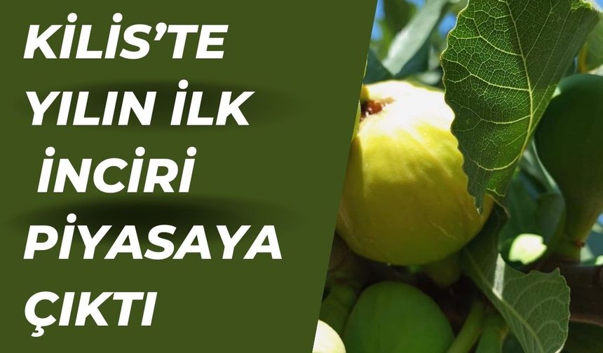 Kilis’te Yılın İlk İnciri Piyasaya Çıktı