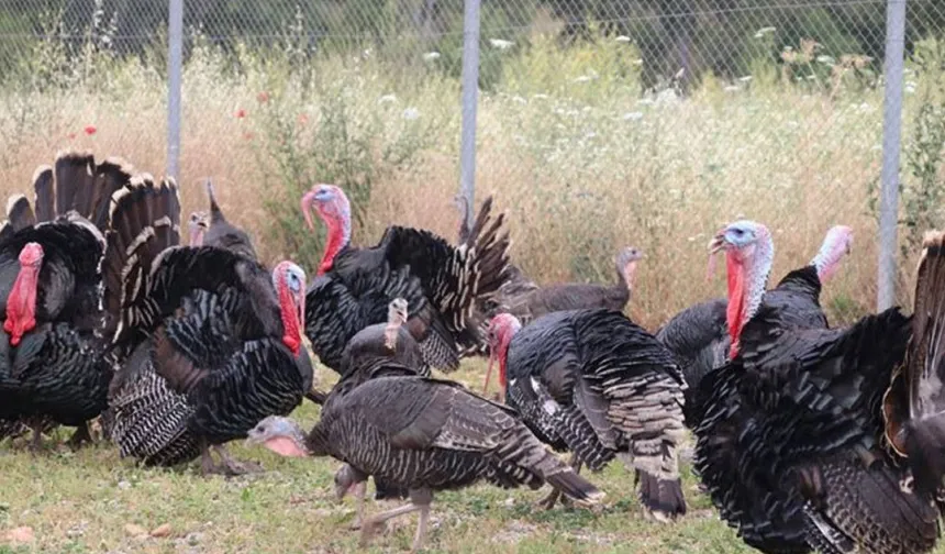 Hindi eti üretimi  8 ayda yüzde 17,1 arttı