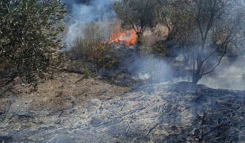 Yayladağı’nda zeytinlik yangını