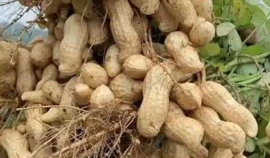 Osmaniye Yer Fıstığıyla Sağlıklı Yaşlanma