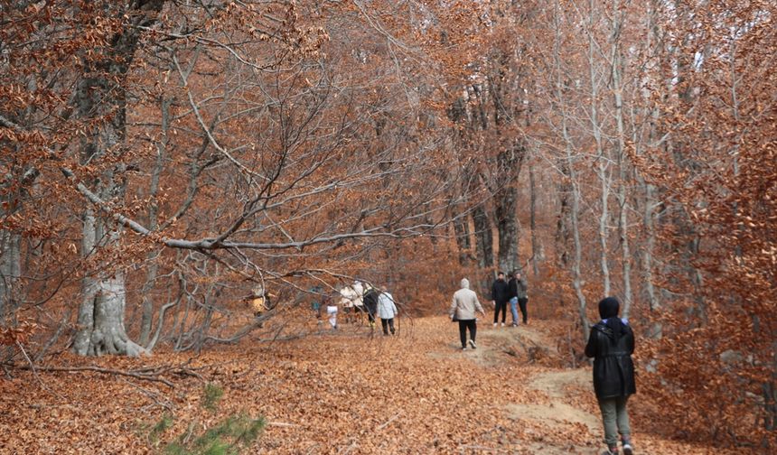 Andırın'da kayın ormanları güz renkleriyle doğa tutkunlarını ağırlıyor