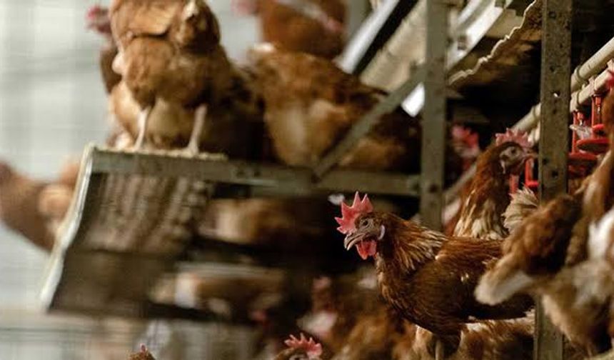 Etlik Horoz Yetiştiriciliğiyle 250 Bin Liralık Yatırım!