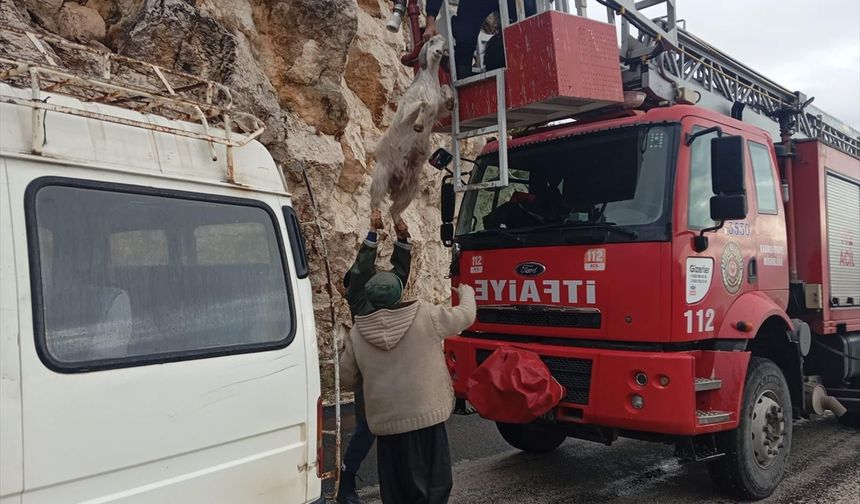 Osmaniye'de kayalıklarda mahsur kalan 3 keçiyi itfaiye kurtardı