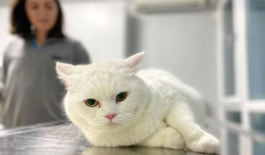 Osmaniye’de Kedi Sahiplerine Uyarı: Bu 5 Şeye Dikkat