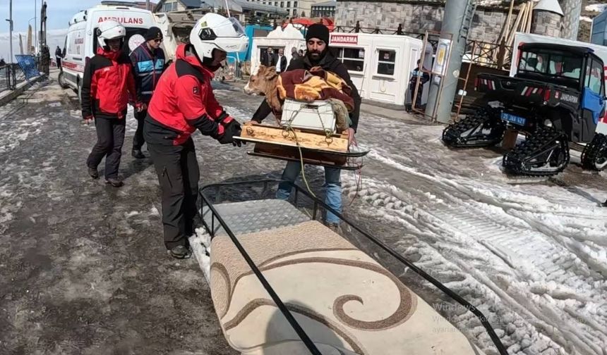 Erzurum'da JAK buzağıyı tedavi sonrası kızaklı sedye ile ahırına ulaştırdı