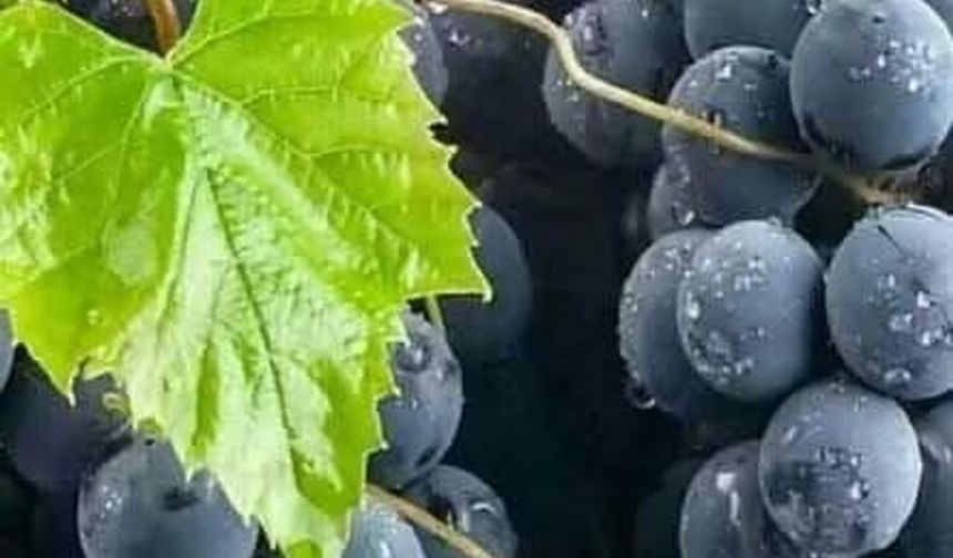 Karadeniz’in Eşsiz Lezzeti  Kokulu Üzüm Artık Kuşlar Vadisi’nde!