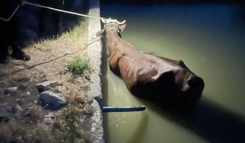 Adıyaman’da Havuzda Mahsur Kalan İnek Kurtarıldı