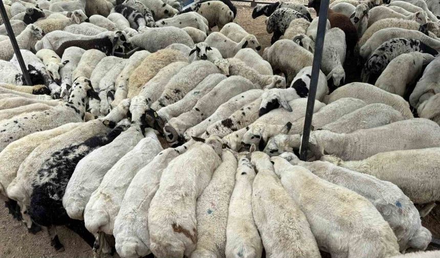 2026 Kurbanlık Fiyatları Açıklandı: Dana, Koyun ve Koç Kaç TL Oldu?