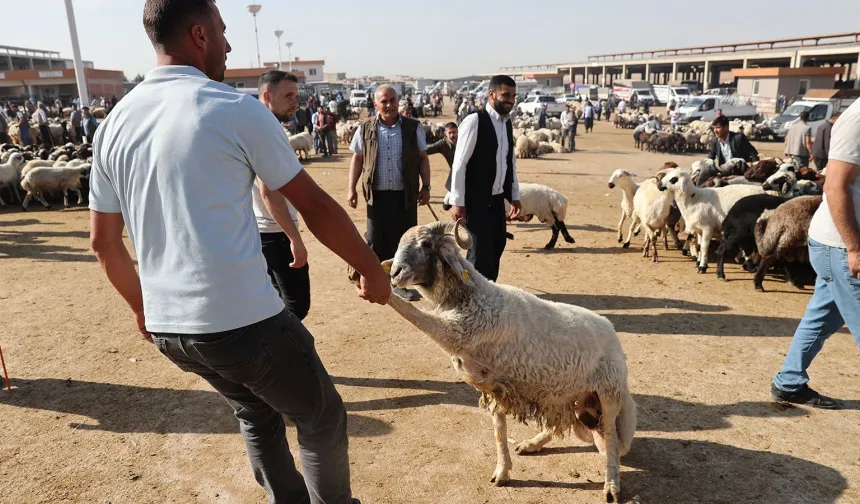 Küçükbaş Kurbanlığa Talep Rekor Kırdı