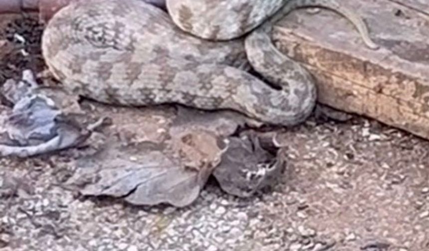 Zehirli yılan türü engerek görüntülendi