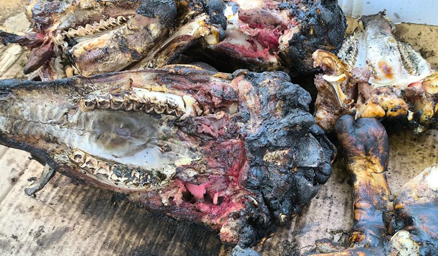 Osmaniye'de "Kelle Ütüleme" Geleneği Yaşatılıyor