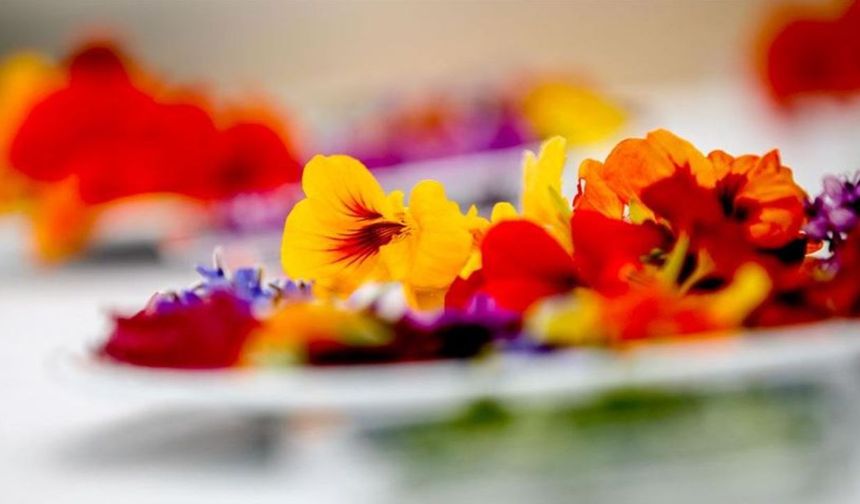 Antalya’nın Aromatik Çiçekleri Şeflerin Gözdesi