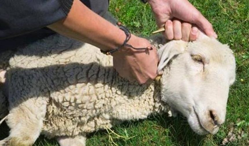 Osmaniye’de Kurban Kesimi Başladı