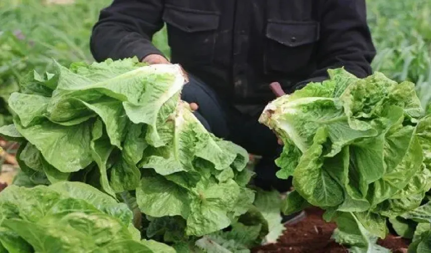 Hatay’da Marul Krizi Tarlada 5 TL, Markette 30 TL