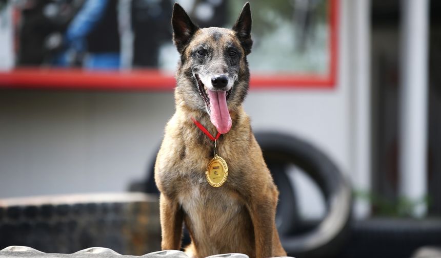 Mersin İtfaiyesinin ödüllü arama kurtarma köpekleri AFAD'ın sınavına hazırlanıyor