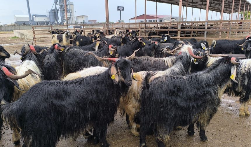 Edirne Kurbanlık Fiyatları Açıklandı Gözler Osmaniye’ye çevrildi