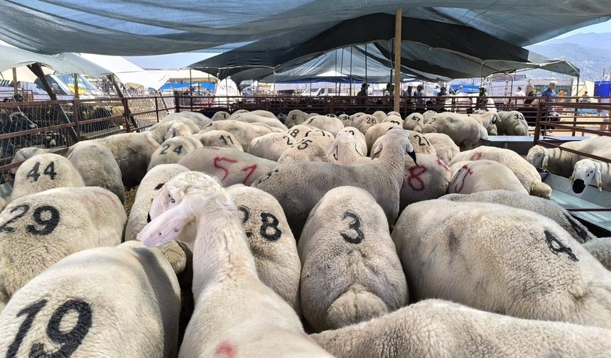Büyükbaş ve Küçükbaş Kurban Fiyatları Netleşti