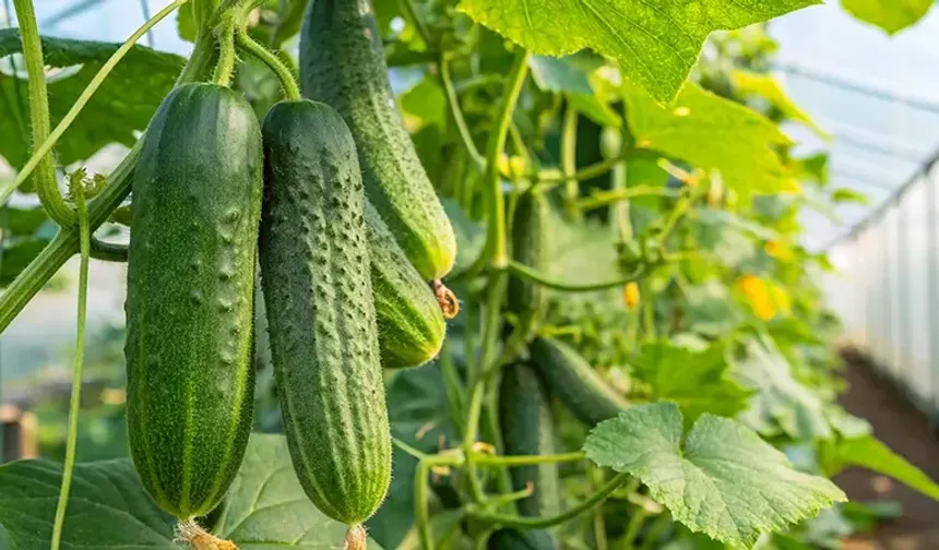 Osmaniye’de Yazın Gözdesi Su Deposu Salatalık