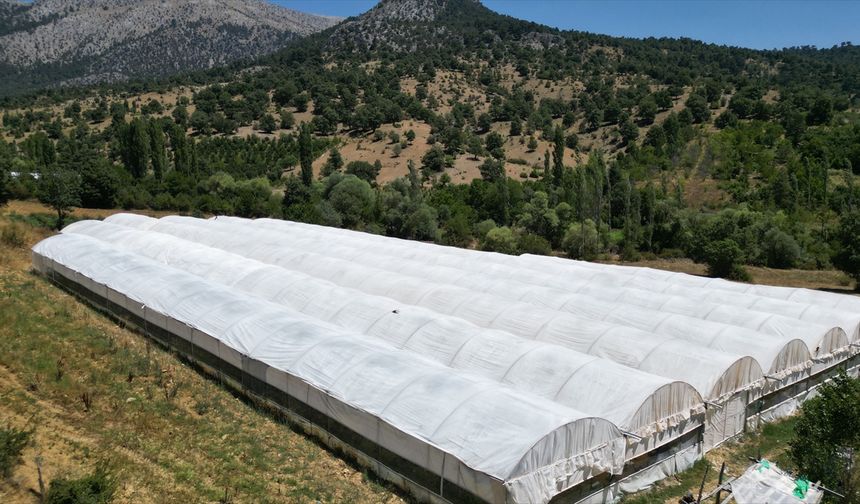 Isparta yaylalarında örtü altı domates hasadına başlandı