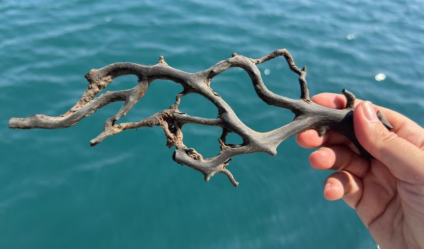 GRAFİKLİ - Siyah ve taş mercanlar deniz ekosistemi için kritik önemde