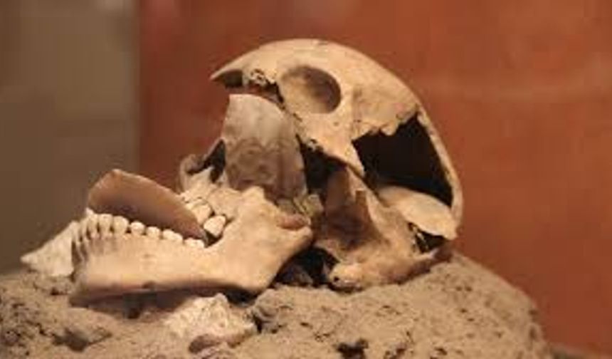 Bin Yıl İçinde İnsan Vücudundan Silinecek 5 Organ!”
