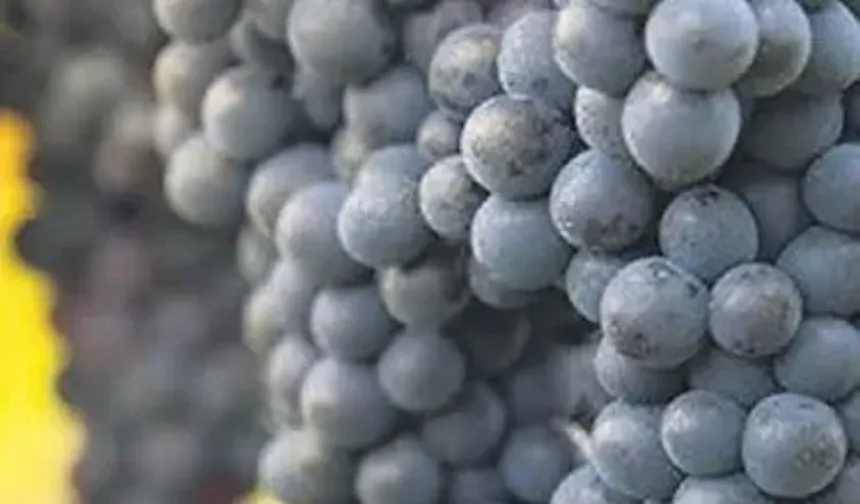 Kilis’te İncir, Karpuz, Kavun Ve Üzümde Hasat Sezonu Sona Erdi
