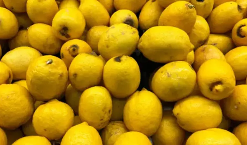 Adana’da Limon Hasadı Başladı: Bahçede Kilogramı 6-12 Lira