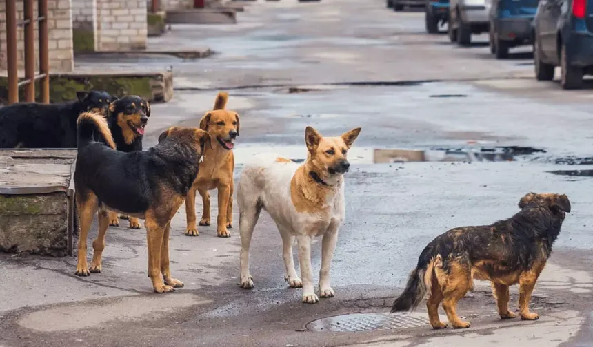 İstanbul’un Ardından Osmaniye’de de Aynı Adım Gelecek mi?
