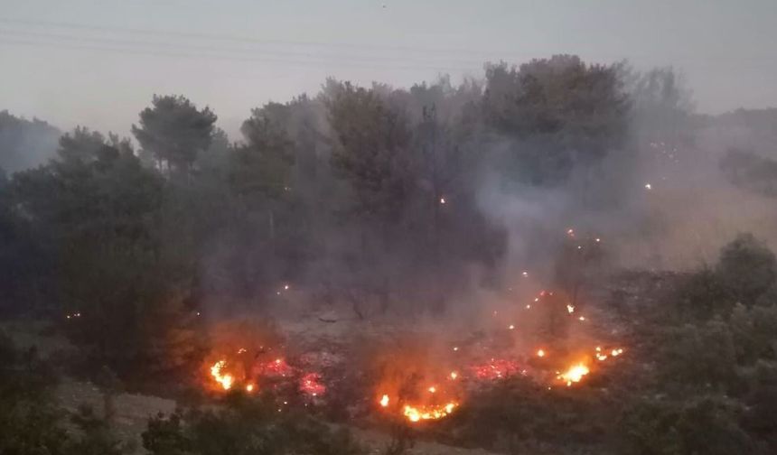 Kocaeli Karamürsel’de Orman Yangını Çıktı