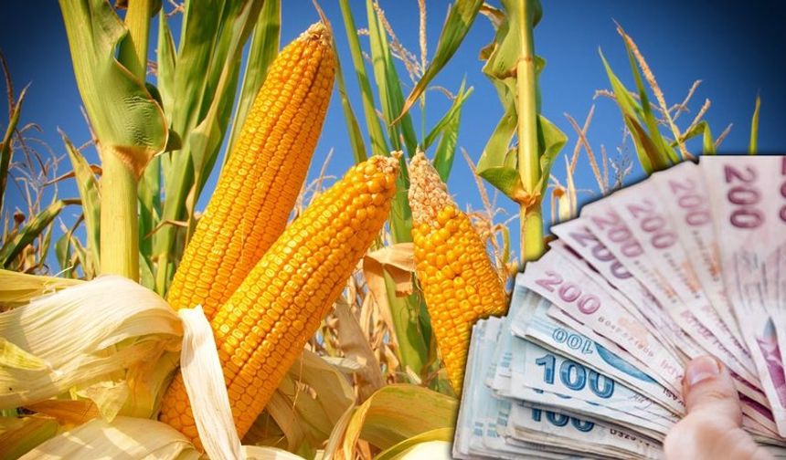 TMO 2025 Sezonu Mısır Alım Fiyatını Açıkladı
