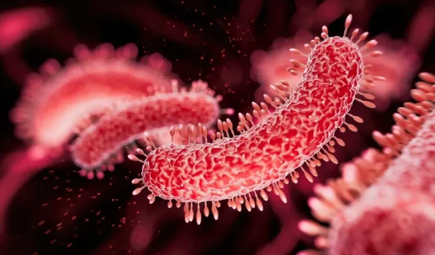 Vibrio Kaynaklı Hastalıklara Yaz Aylarında Dikkat!
