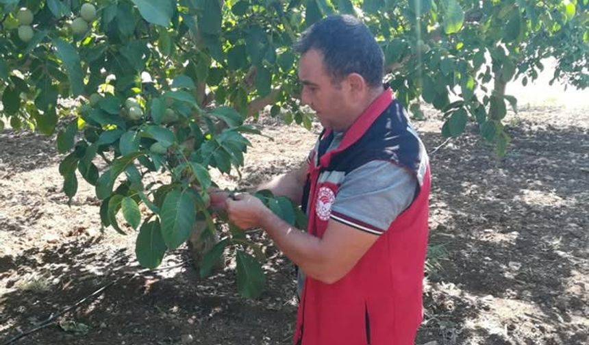 Akhisar Tarım Müdürlüğü’nden Sezon Değerlendirmesi