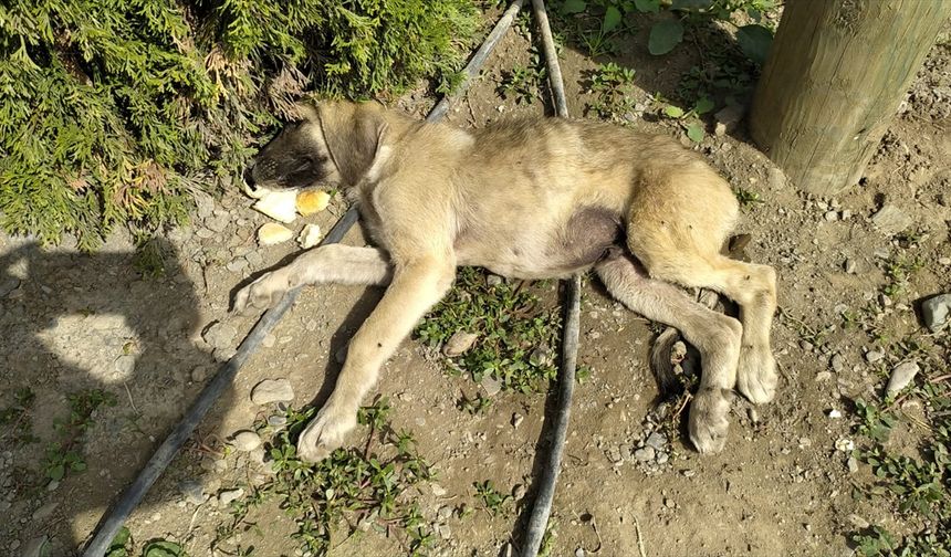 Amasya'da sahipsiz köpek kaza sonucu yaralanan yavrusunun başından ayrılmadı