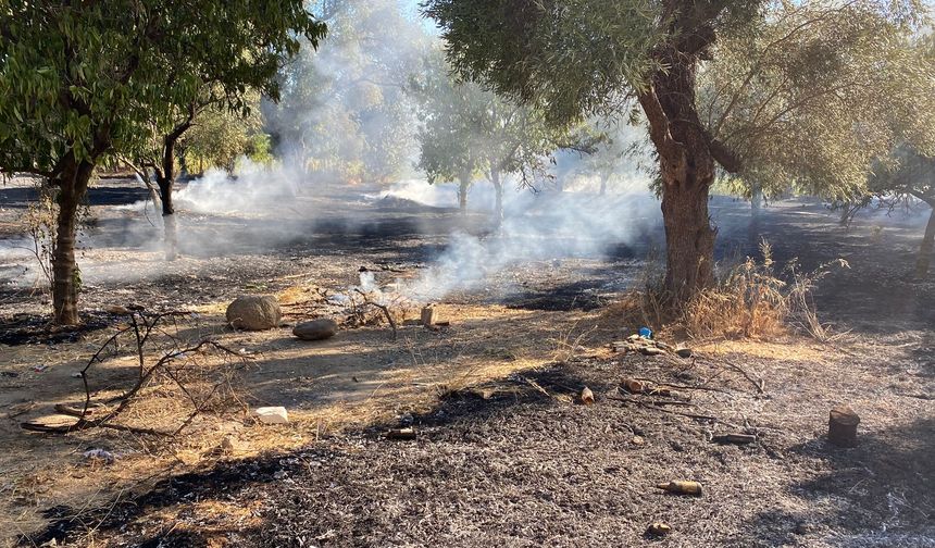 Aydın'ın Nazilli ilçesinde zeytinlik alanda çıkan yangın kontrol altına alındı