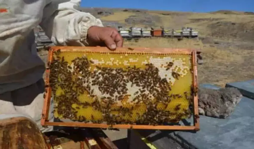 Malatya’da Bal Hasadı Başladı Fiyatlar Açıklandı
