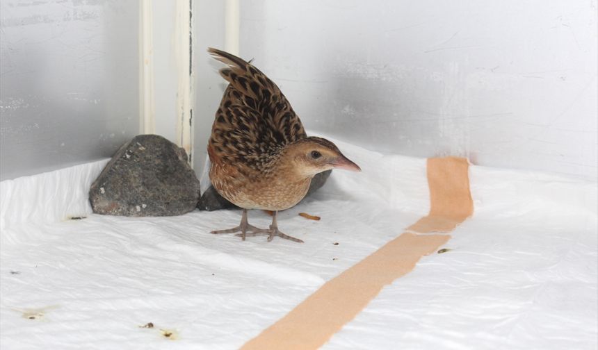 Samsun'da hastalanan bıldırcın kılavuzu kuşu tedavi edilerek göçe hazırlanıyor
