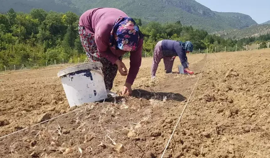 Safran Tarlasında Altın Yağmuru: Kilosu 450 Bin TL