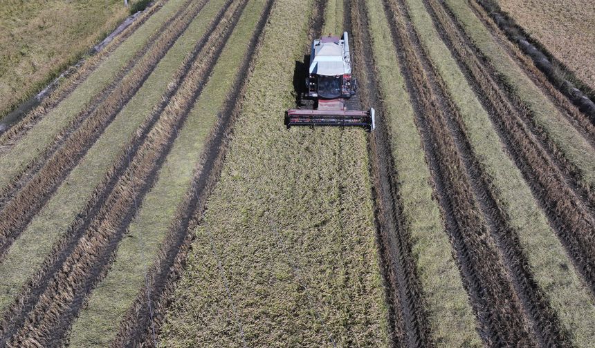 Sulama tedbirleri sayesinde Edirne'deki çeltik üreticileri verimden memnun