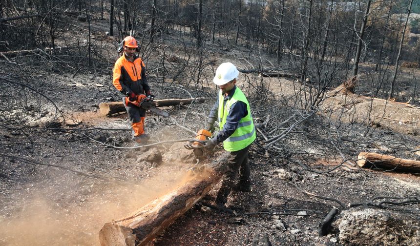 Denizli ve Uşak'ta 20 yılda 306 milyon fidan toprakla buluşturuldu