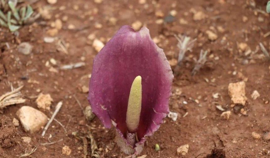 Mantar Toplarken Keşfetti Adını Tarihe Yazdırdı