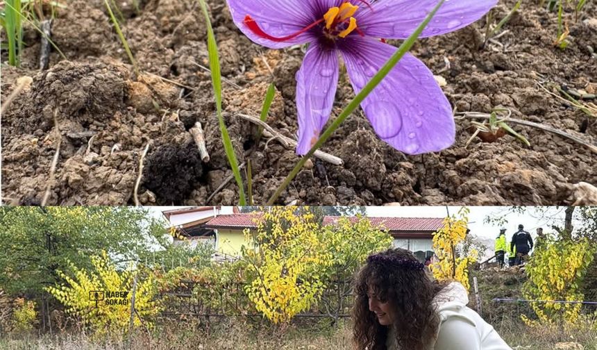 Safranbolu’nun Safranı Kilogramı 600 Bin Liradan Satılacak