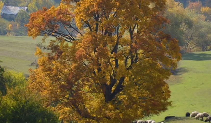 Şavşat’ta Sonbahar Renkleri Büyüleyici Görüntüler Sunuyor