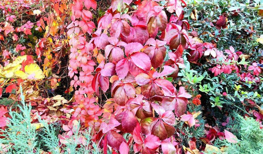 Aksaray Kültürpark’ta Muhteşem Sonbahar Manzarası