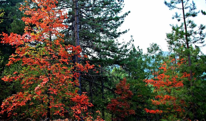Amanos Dağlarında Osmaniyelilerin Doğa ve Köy Yaşamı