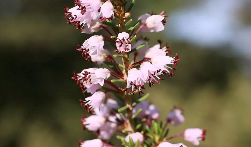 Amanos Dağları’nda Zorkun Yaylası ve Keldaz Tepesi Keşfi