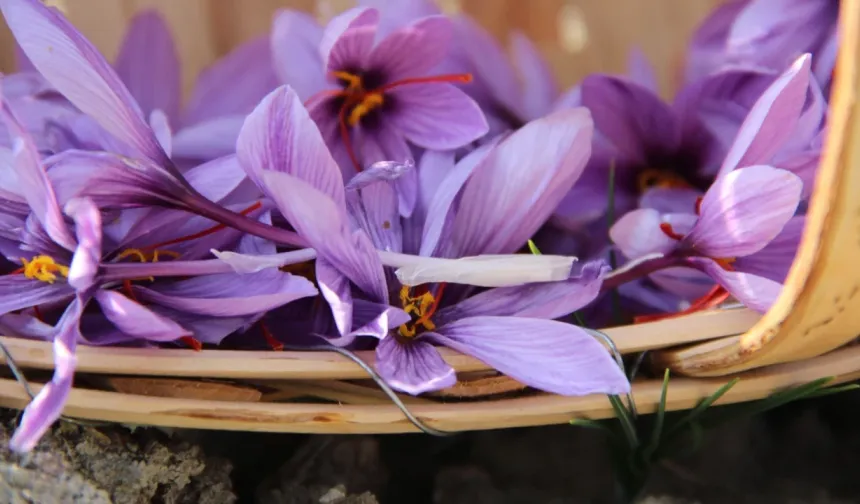 Çorum’da Deneme Ekti En Pahalı Baharatı Üretti