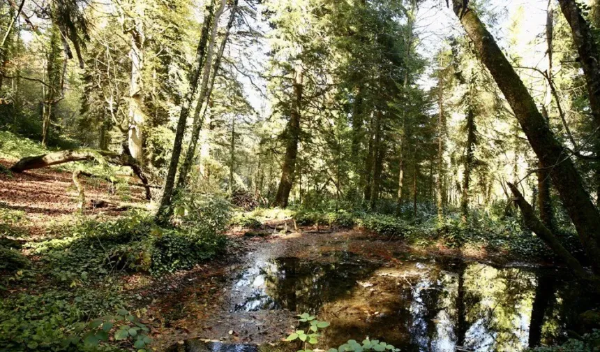 Doyumsuz Sonbahar Manzaraları Dereli’de Göz Kamaştırıyor