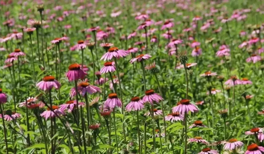 Eskişehir’de Yetiştirilen Ekinezya Kökü 1000 TL’ye Satılıyor